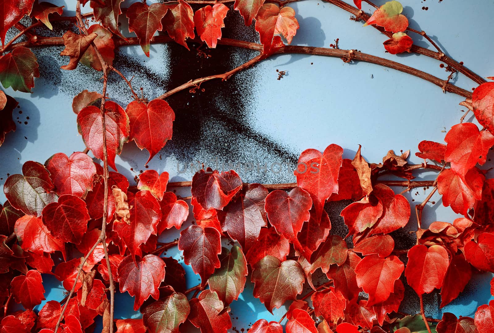 autumn leaves