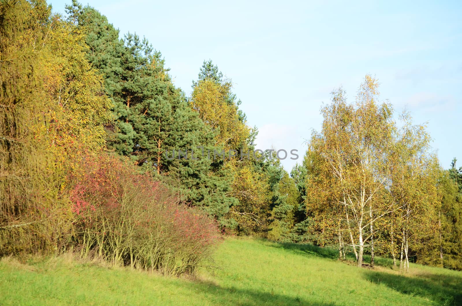 autumn landscape