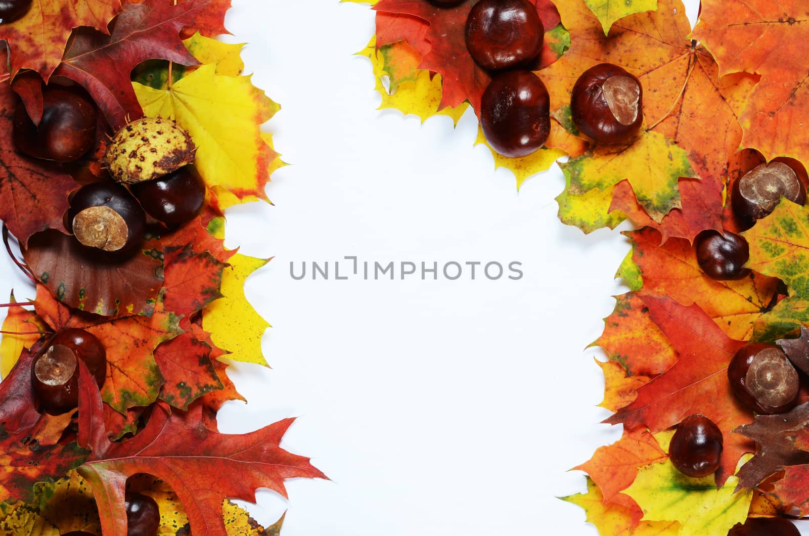 autumn frame