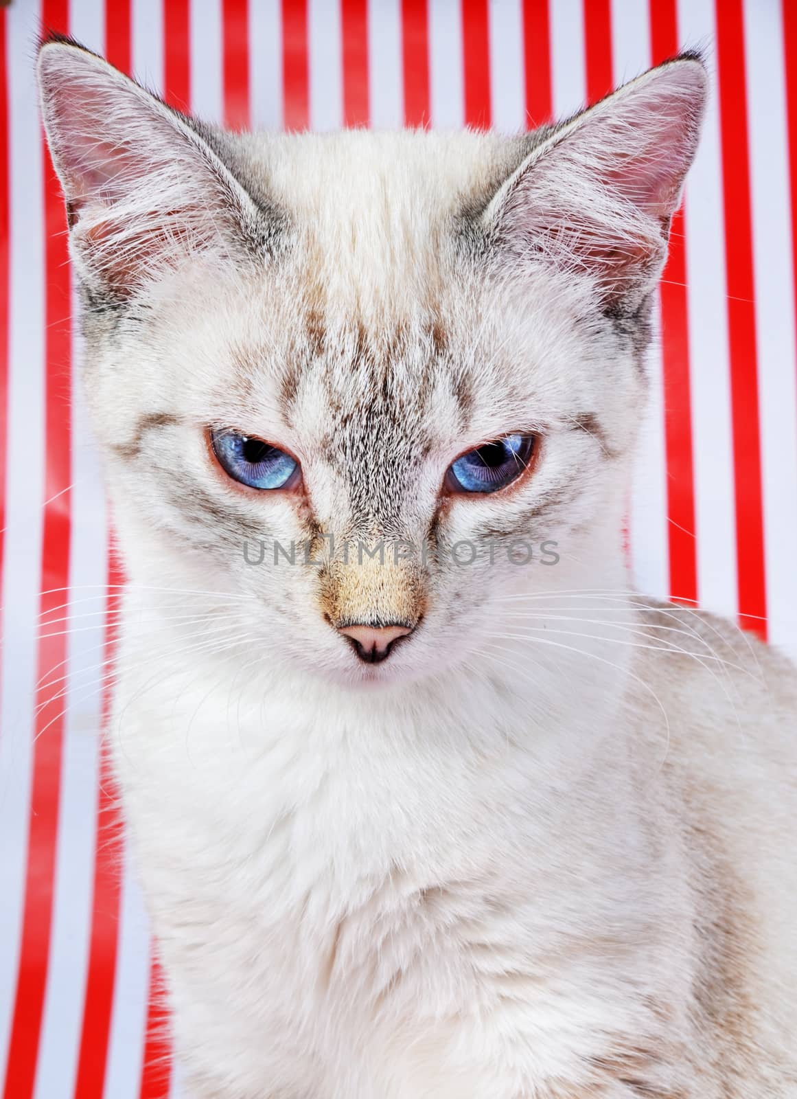 kitten