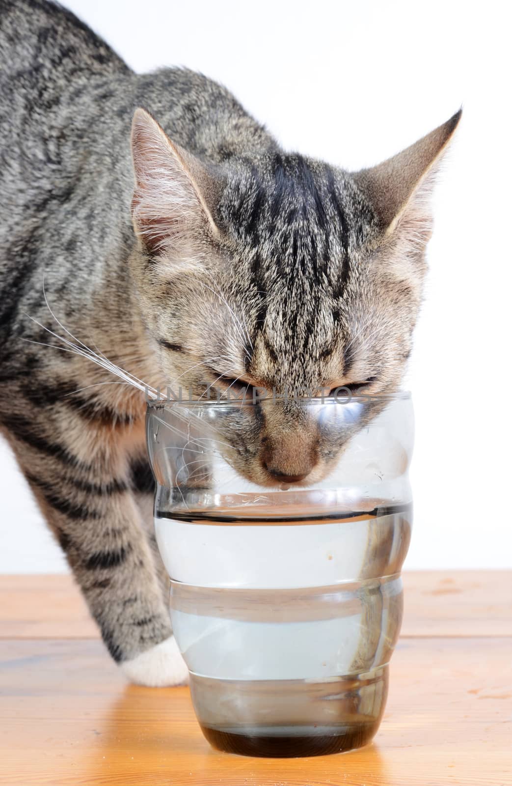 cute cat drinking water from glass