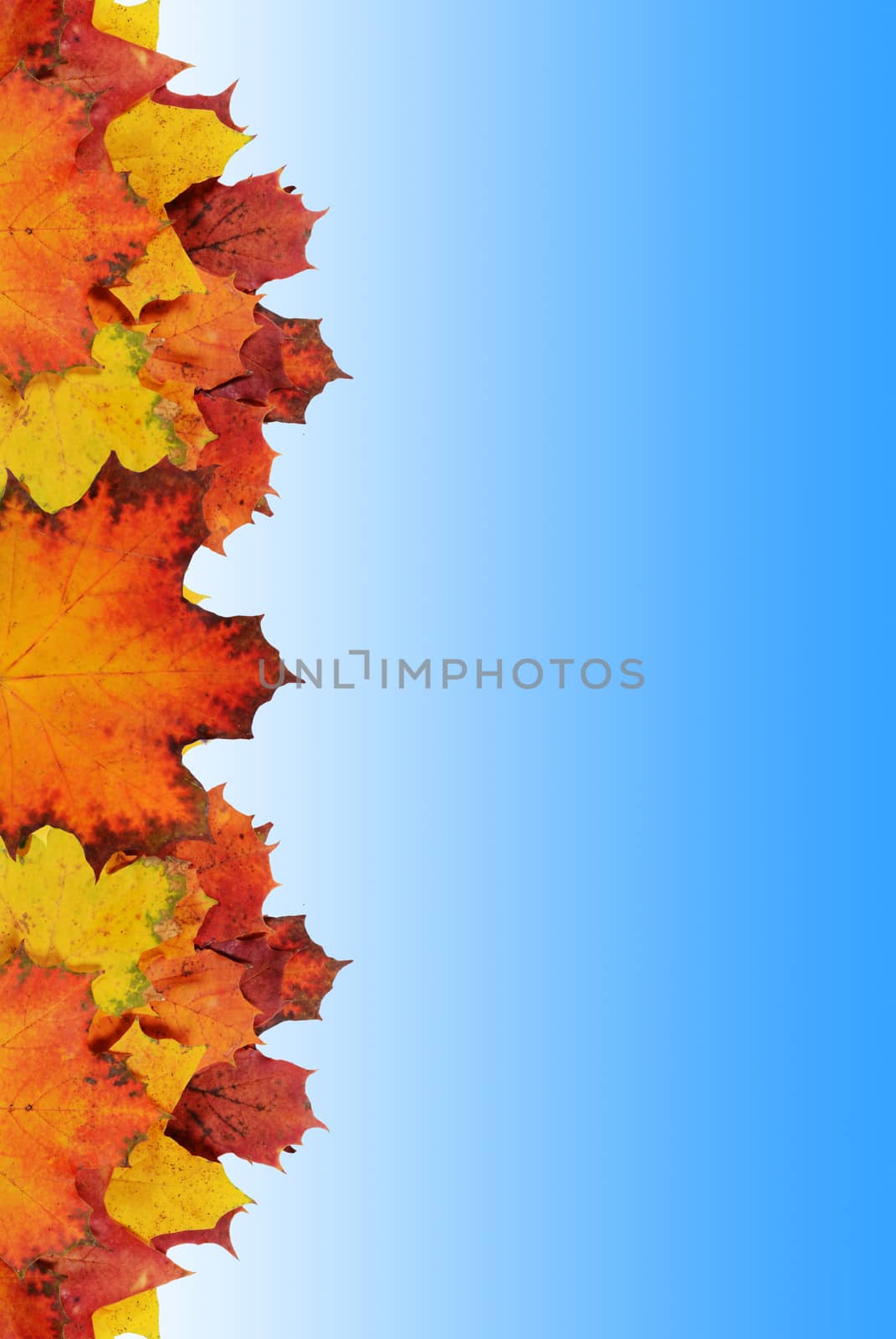 autumn background by sarkao