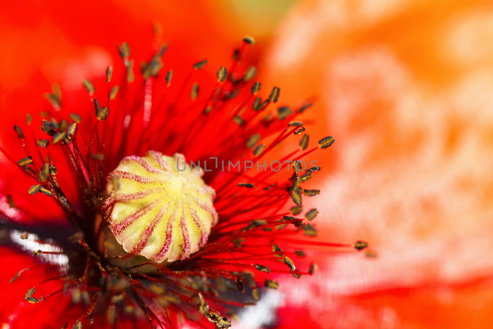 blooming red poppy flower macro