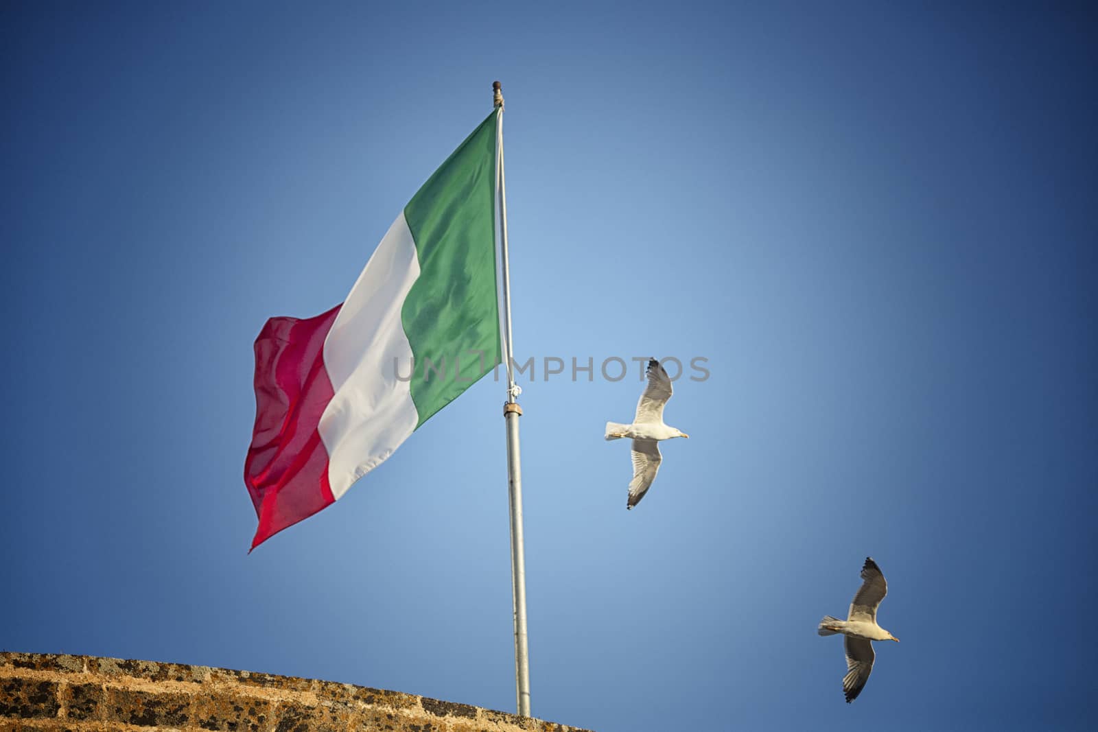 Seagulls (Larinae Rafinesque) flying near Italian flag blowing in the wind: red, white and green
