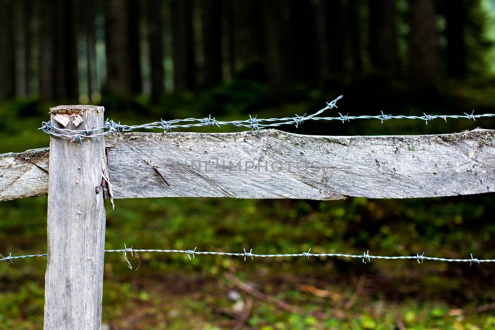 Fence with barbwire to protect the animals