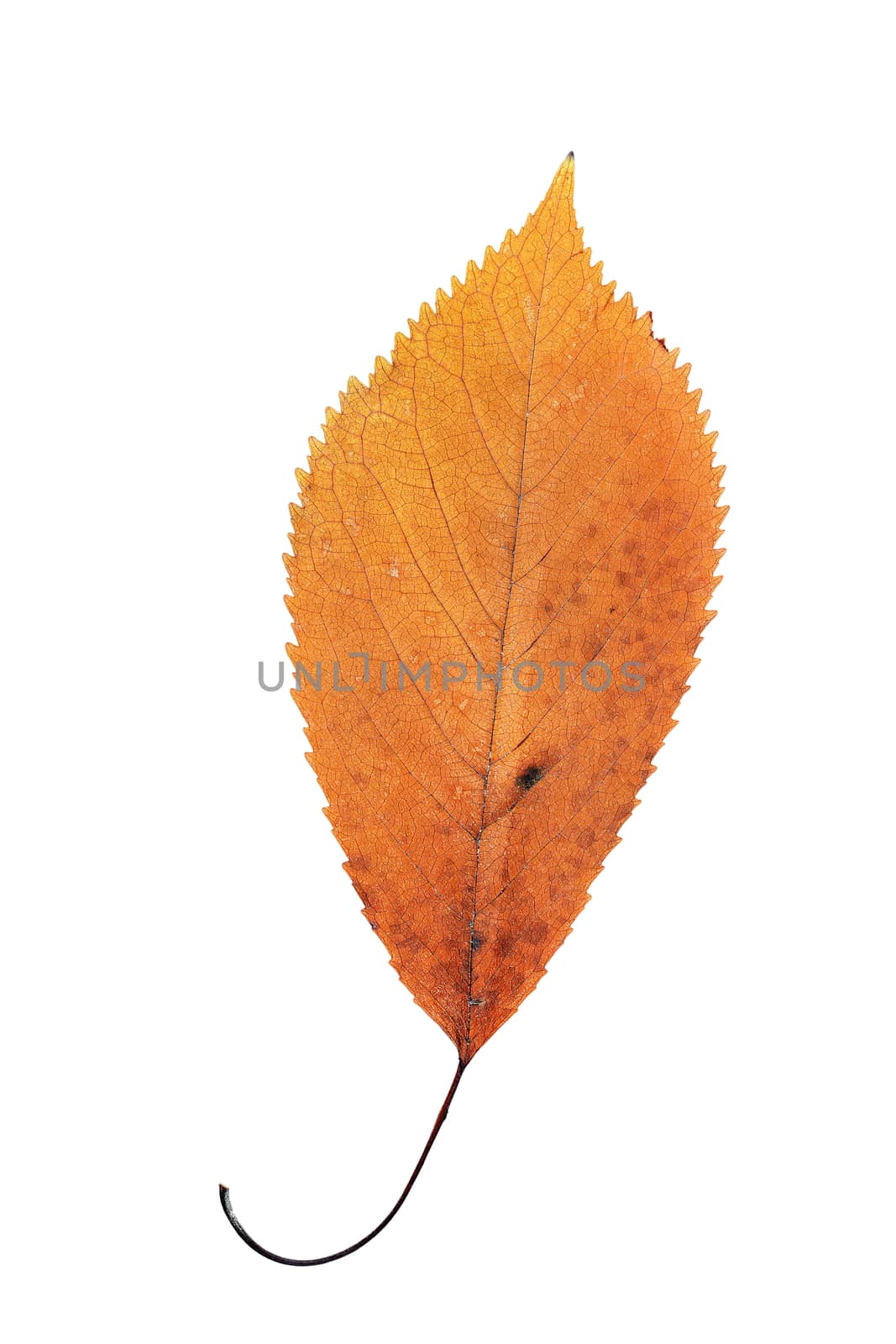 beautiful orange cherry autumn leaf isolated over white background