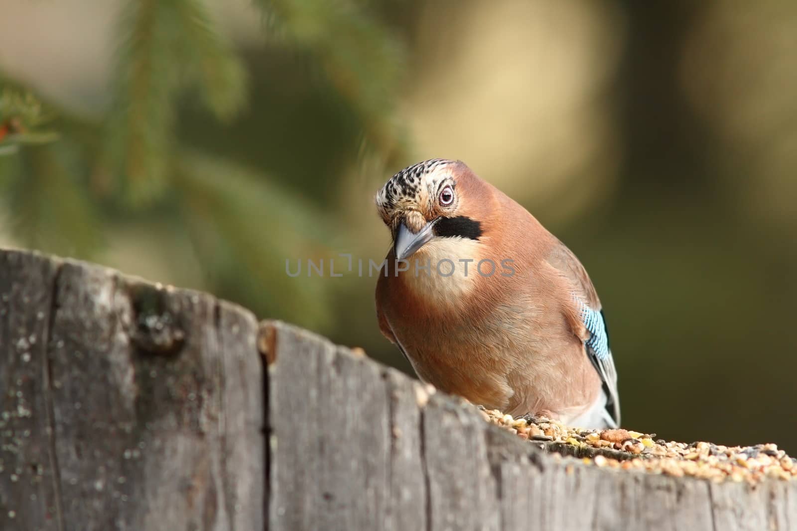 curious eurasian  jay ( garrulus glandarius ) at seed feeder