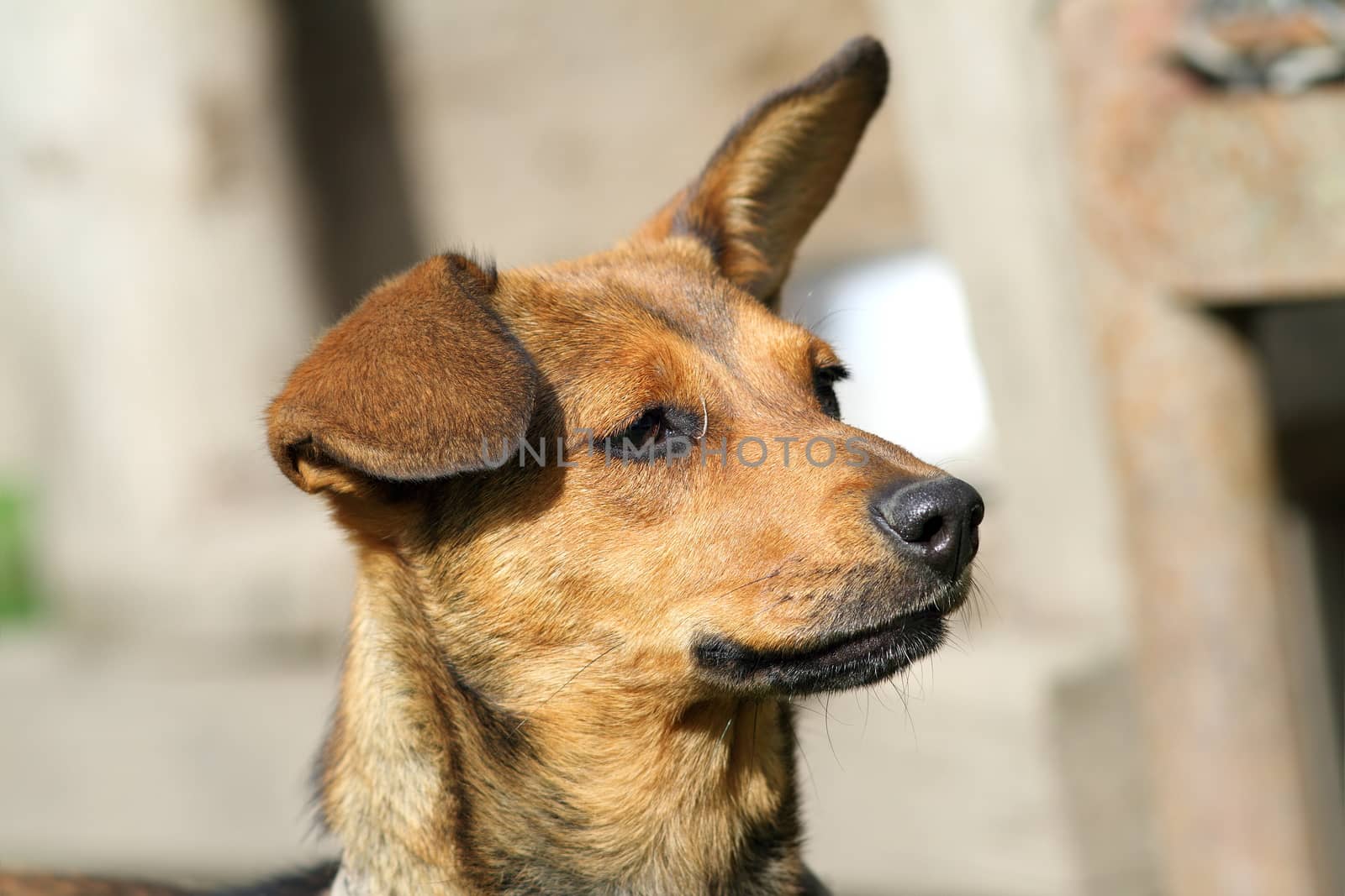 cute brown  dog portrait, with ears in the air