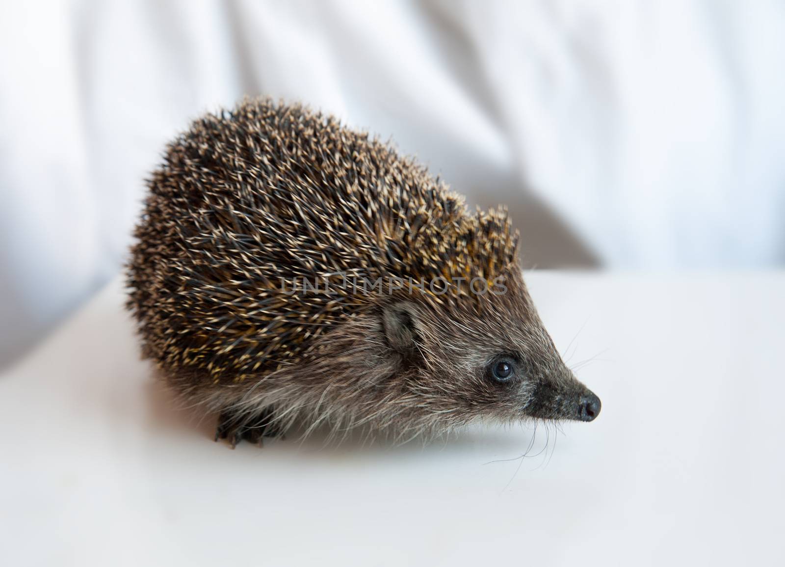 hedgehog by raduga21