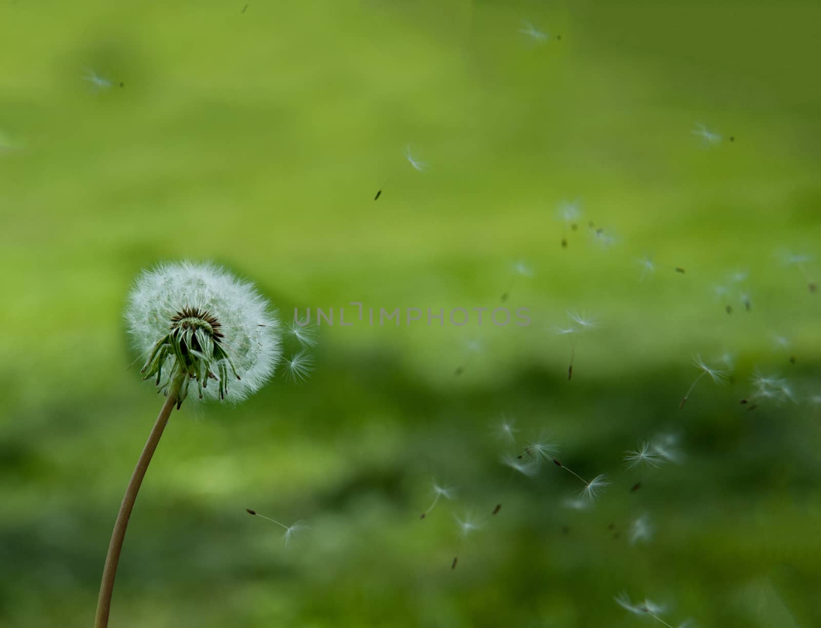 seeds white dandelion fly on a green background