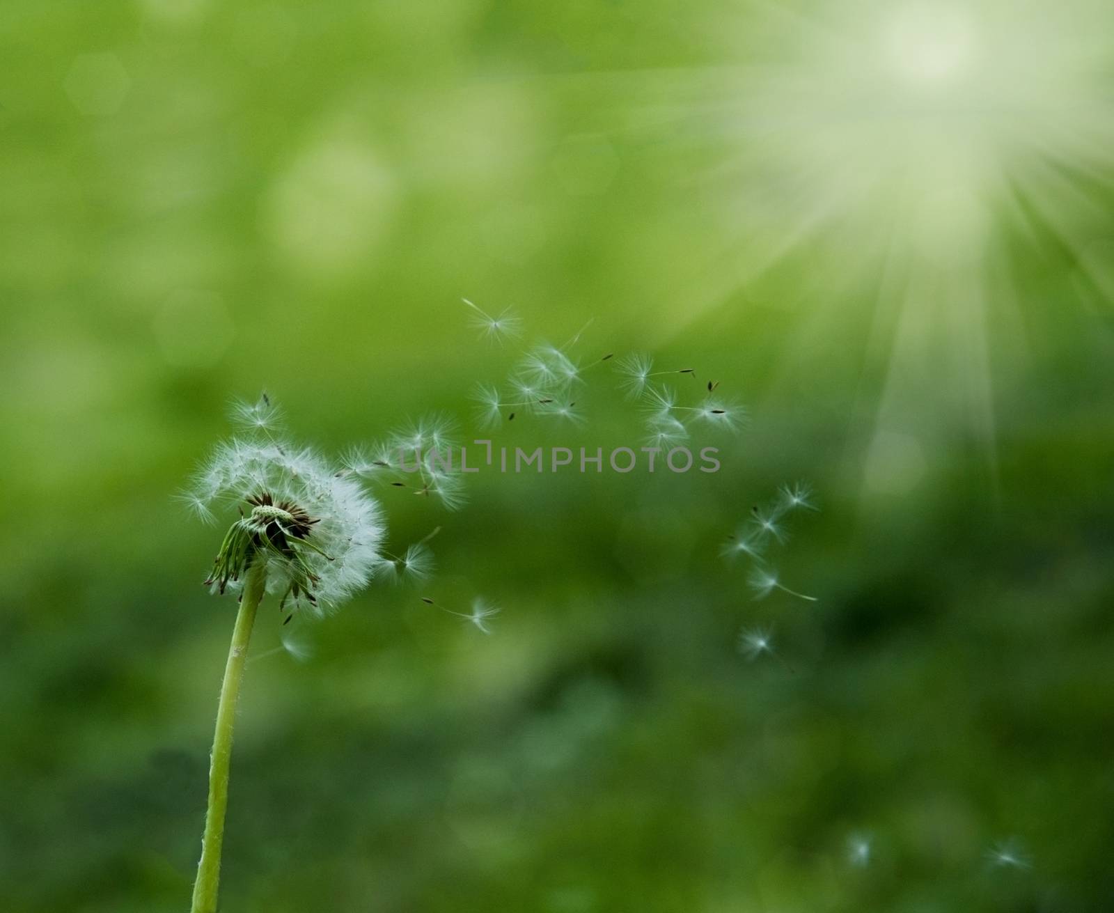 seeds white dandelion fly on a green background