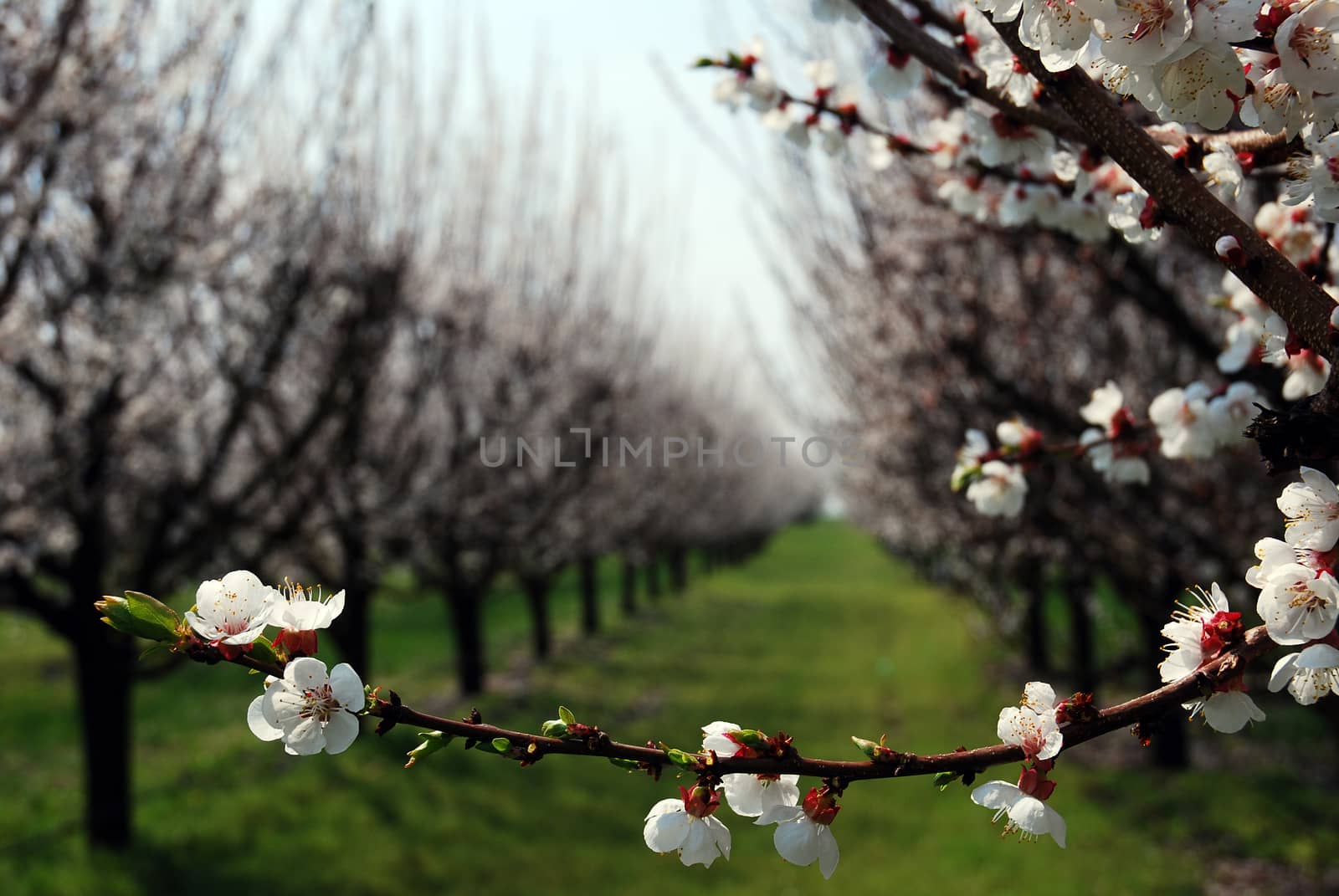 orchard with flowering trees, white spring flowers on the branches