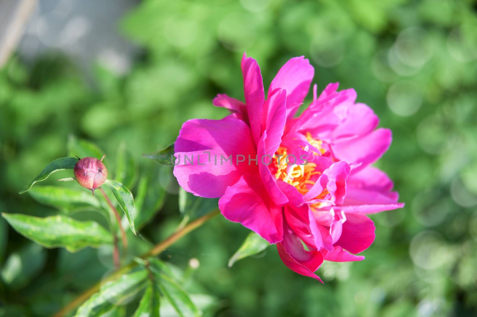 pink peonies among the green leaves in the garden