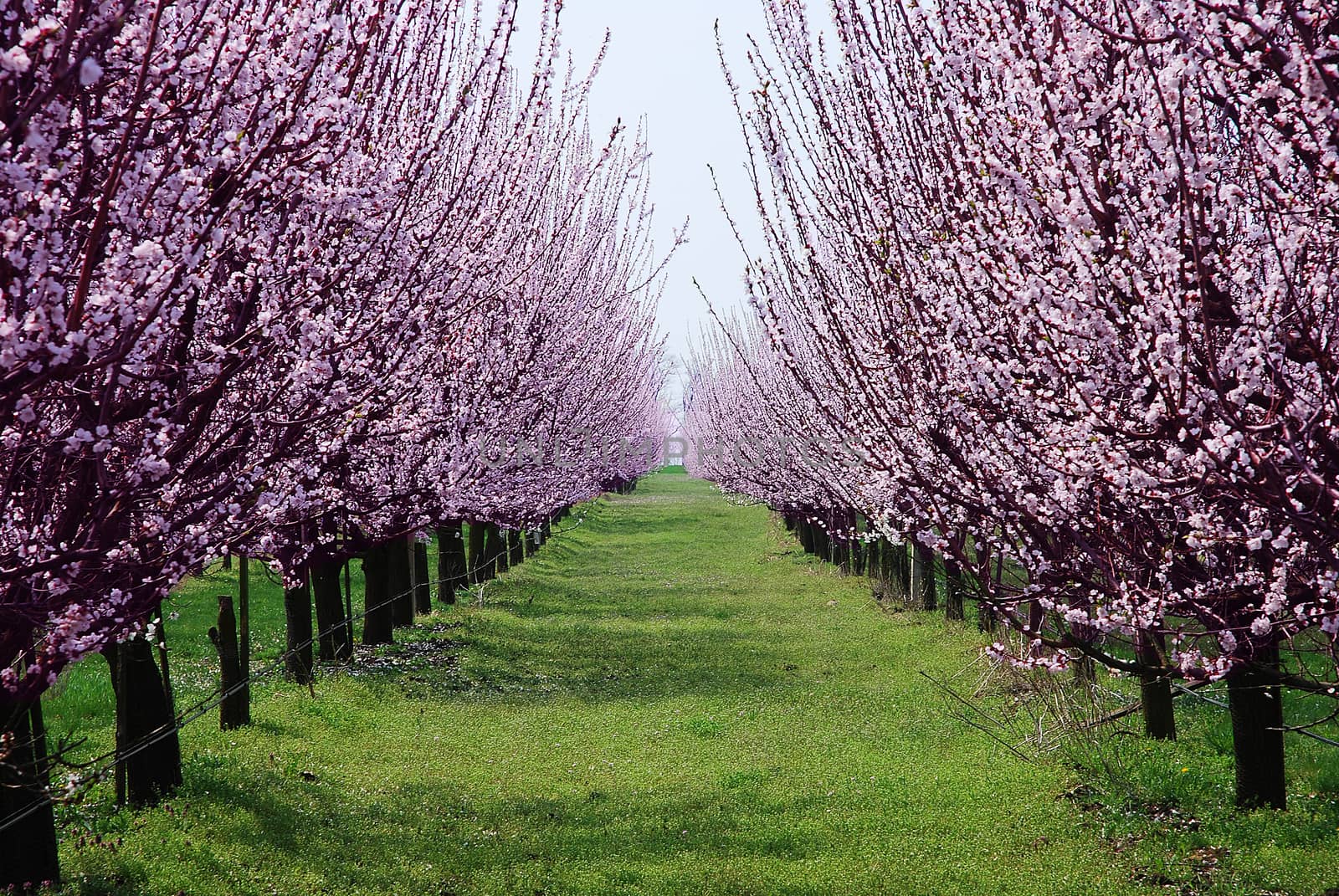 orchard with flowering trees by studio023