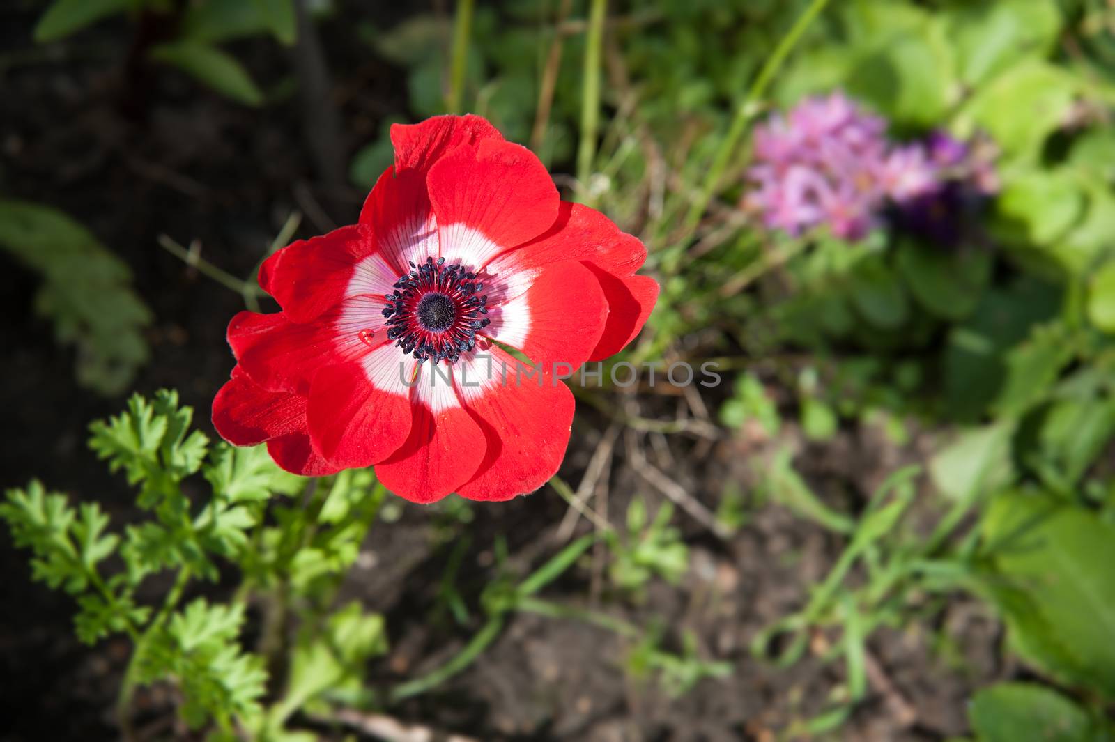 red poppy flower by raduga21