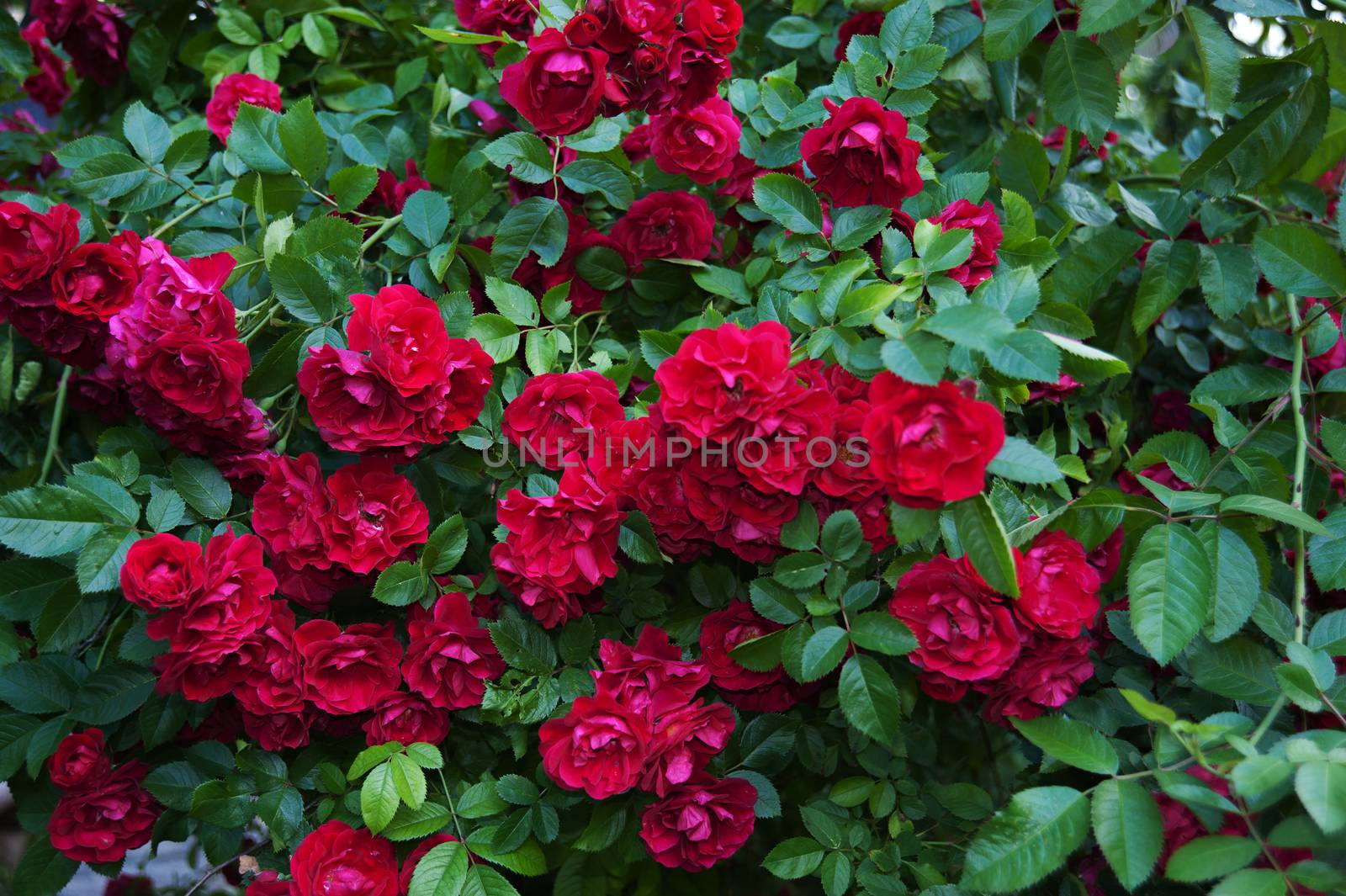Roses background by raduga21