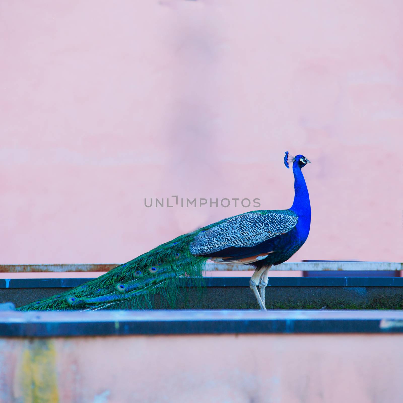 Wonderful blue peacock standing over pink background