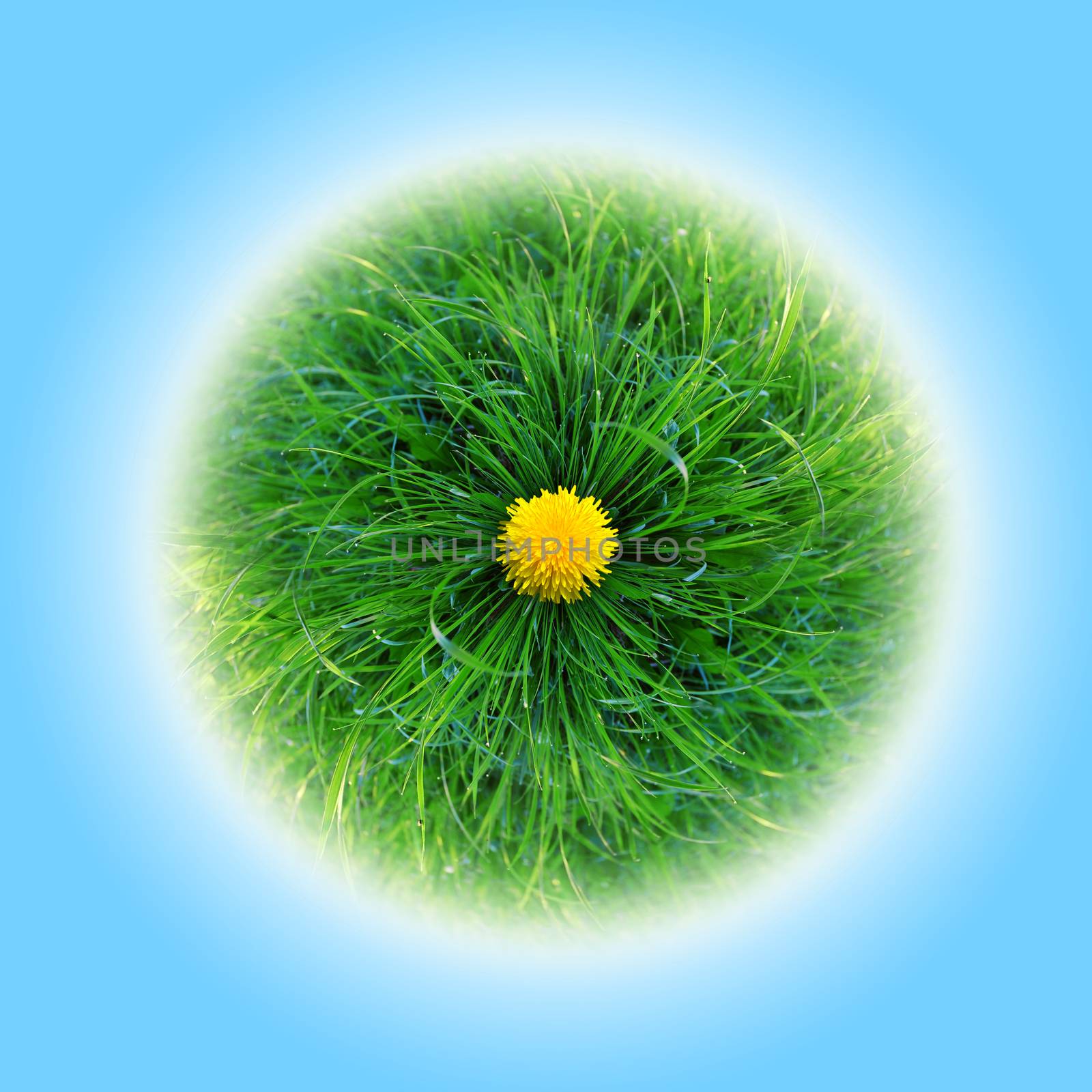 bright green planet made ??of grass, with a blue background and dandelions