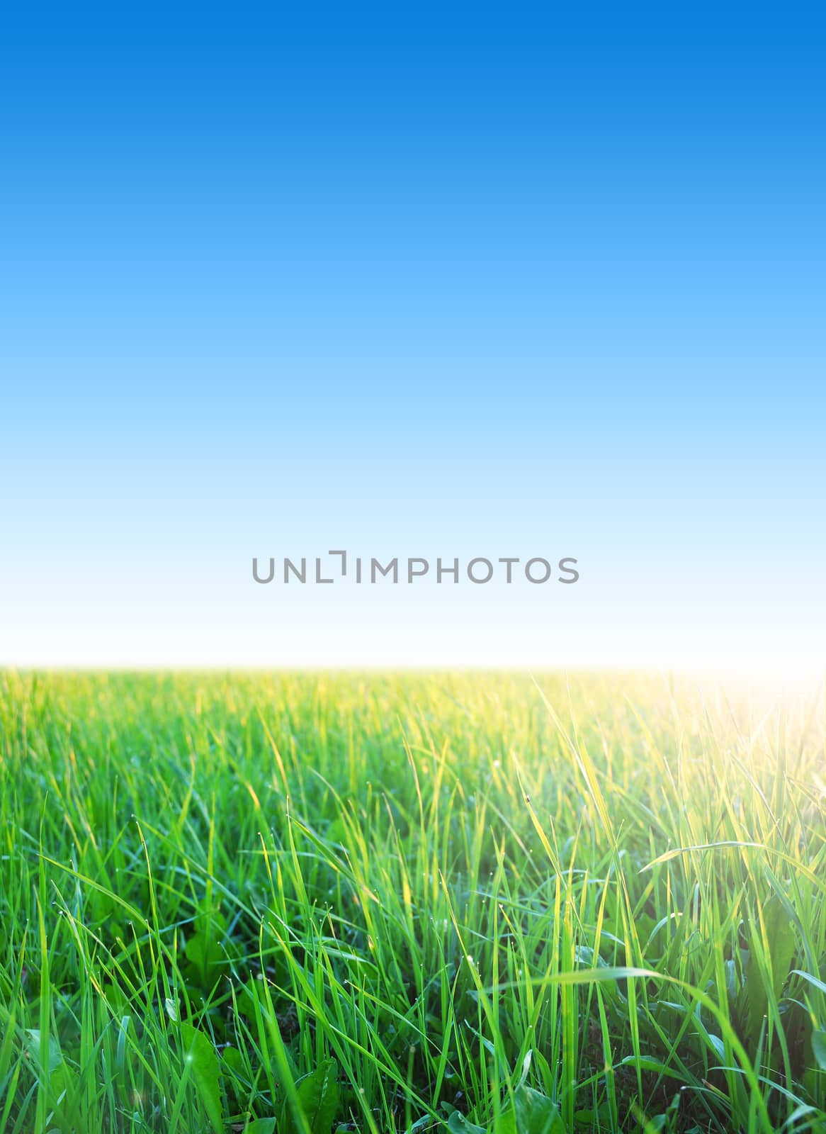 clear blue sky with green grass, summer day