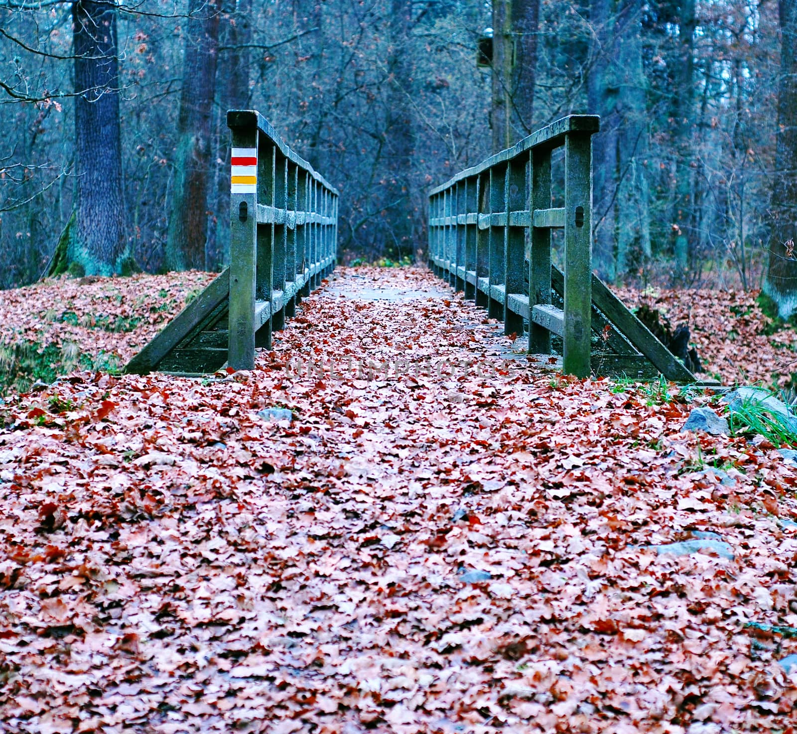 path covered with leaves, over the old wooden bridge