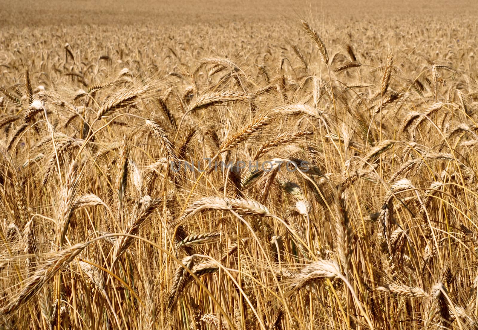 ripe ears of grain, field crops in August before harvest