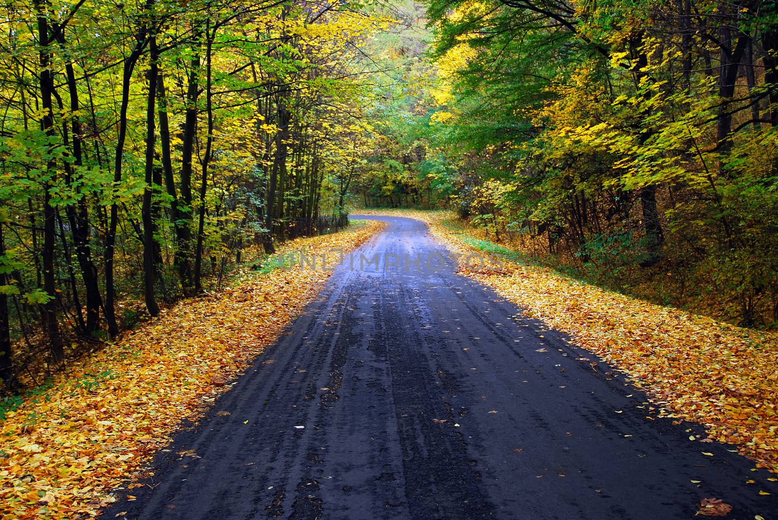 road Westerners yellow autumn leaves, autumn idyll