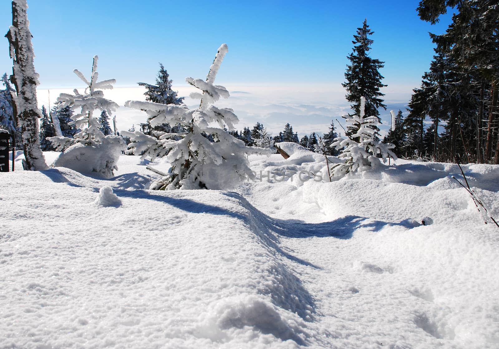 trees and forest, covered with snow with a blue sky