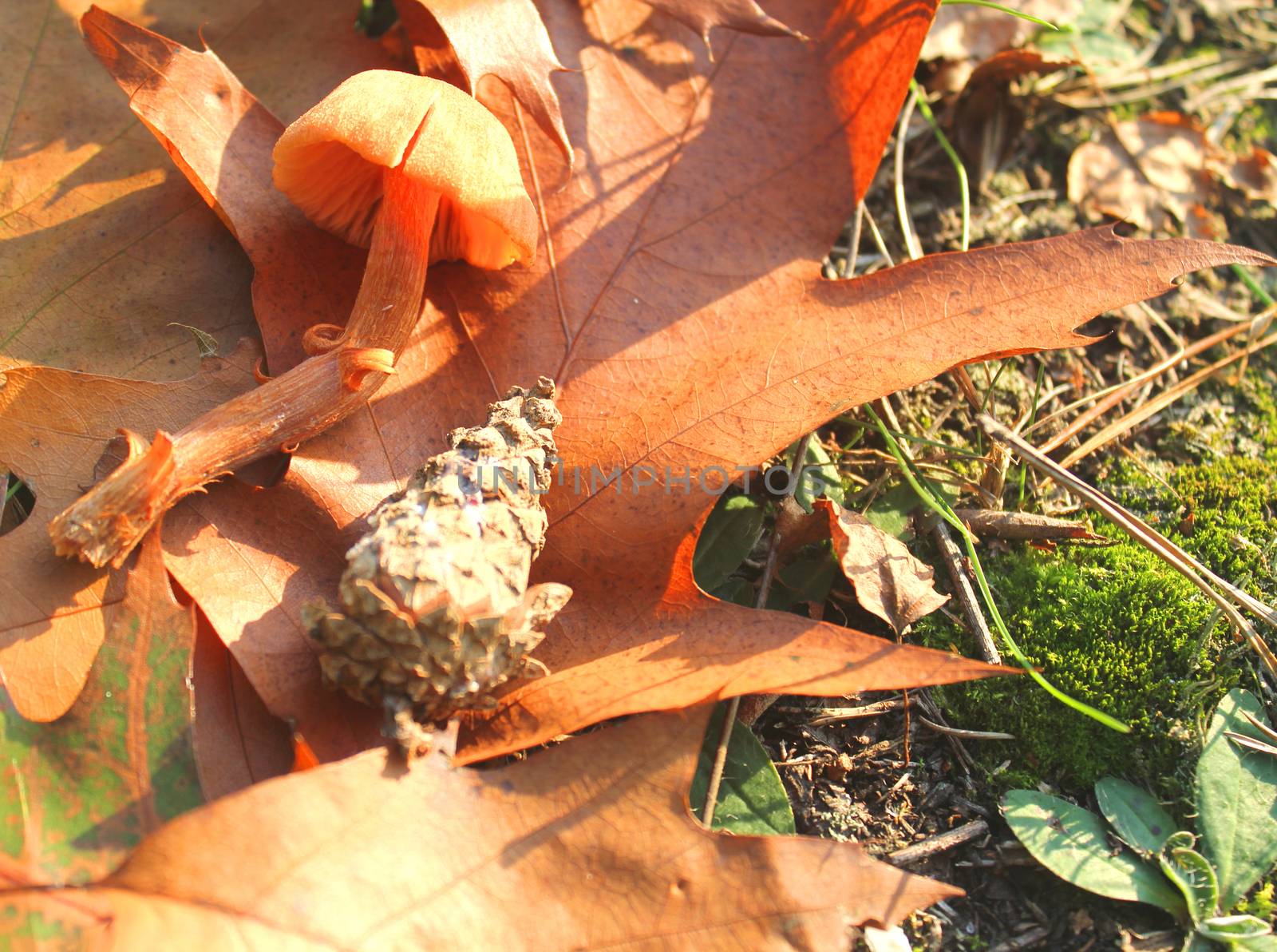 mushroom in the grass