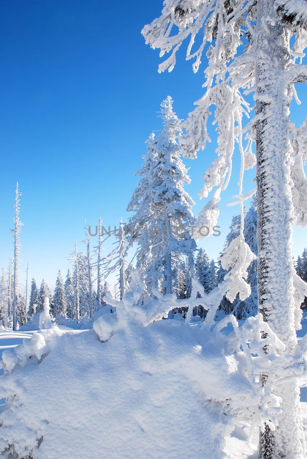 trees and forest, covered with snow with a blue sky