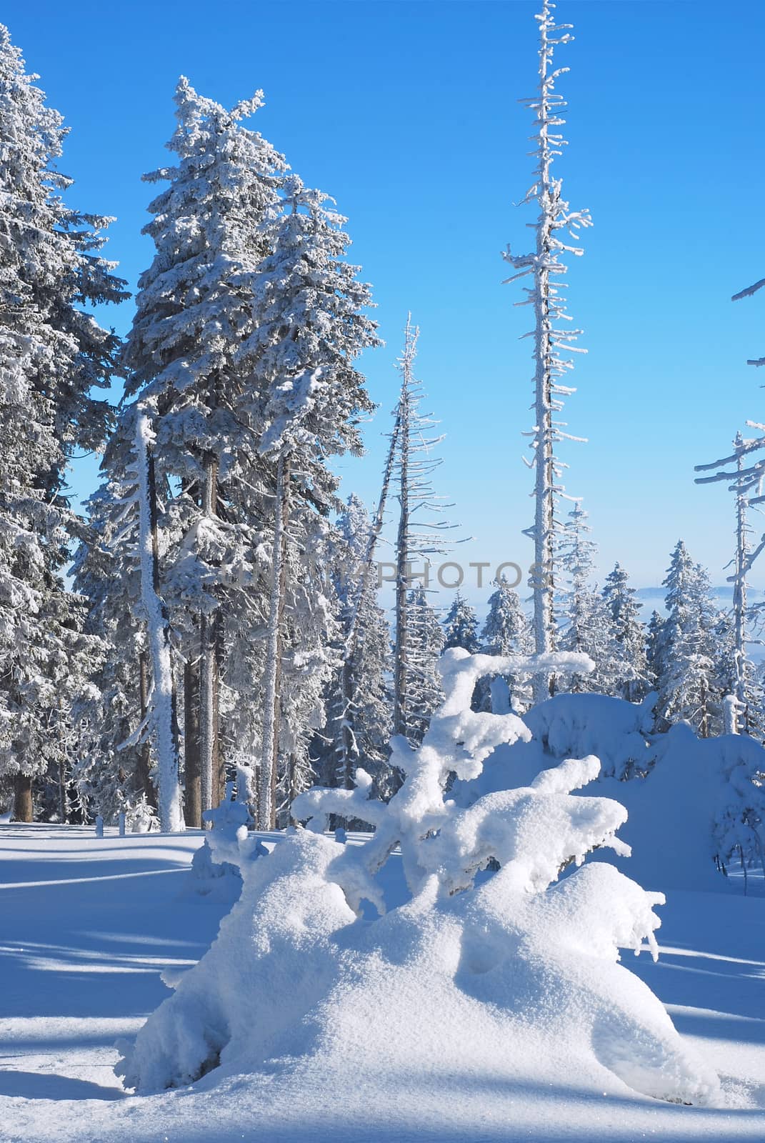 trees and forest, covered with snow with a blue sky