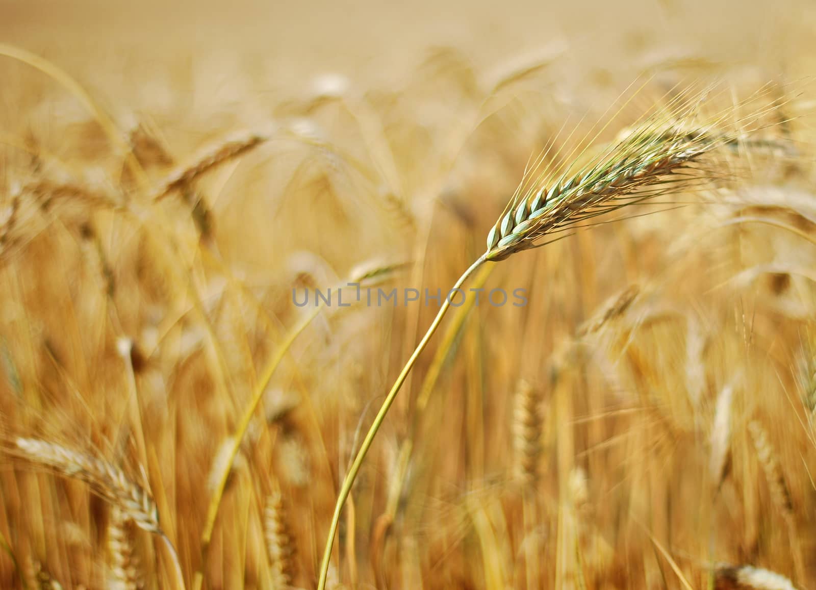 ripe ears of grain, field crops in August before harvest