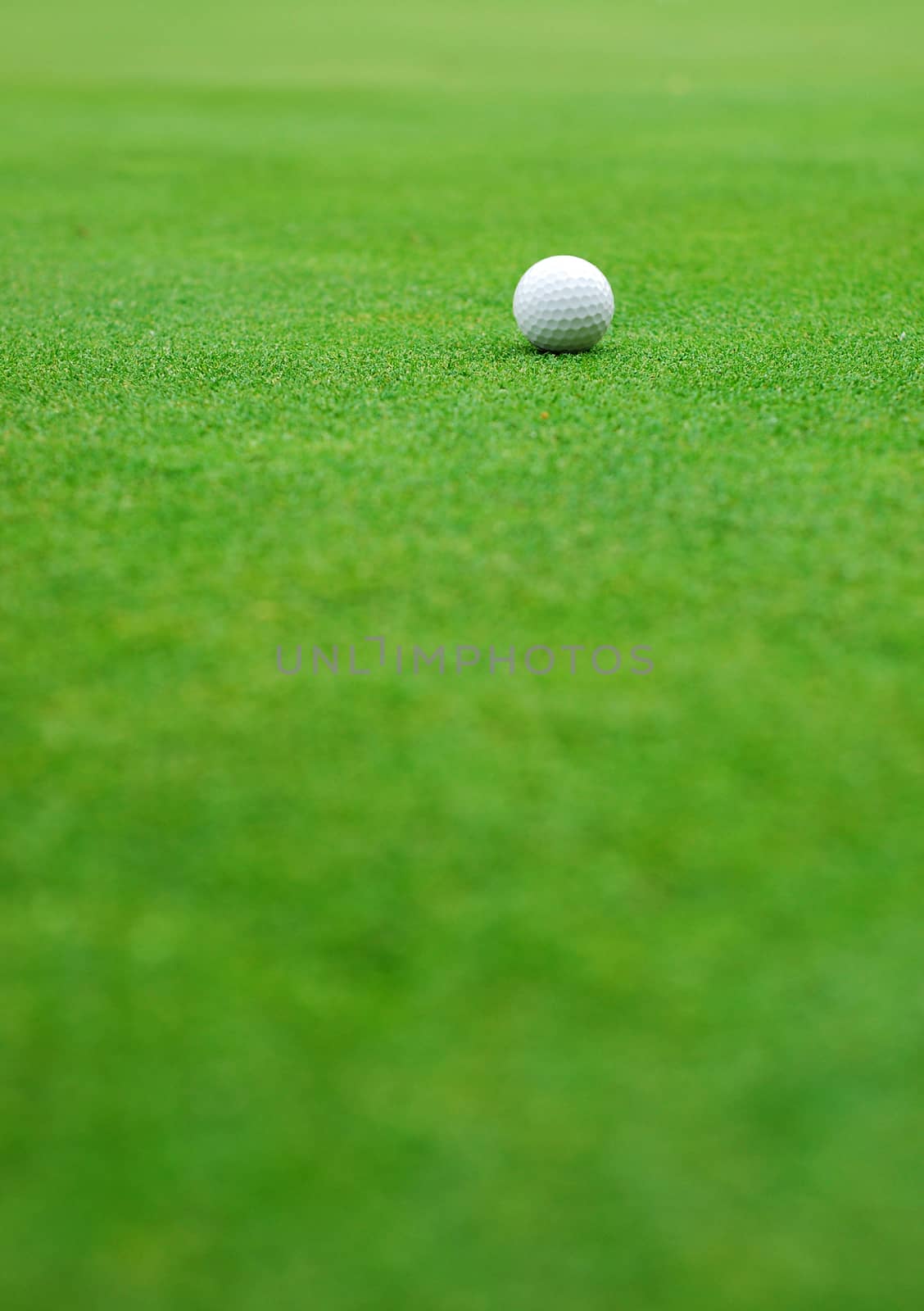 

Golf ball on the green by studio023