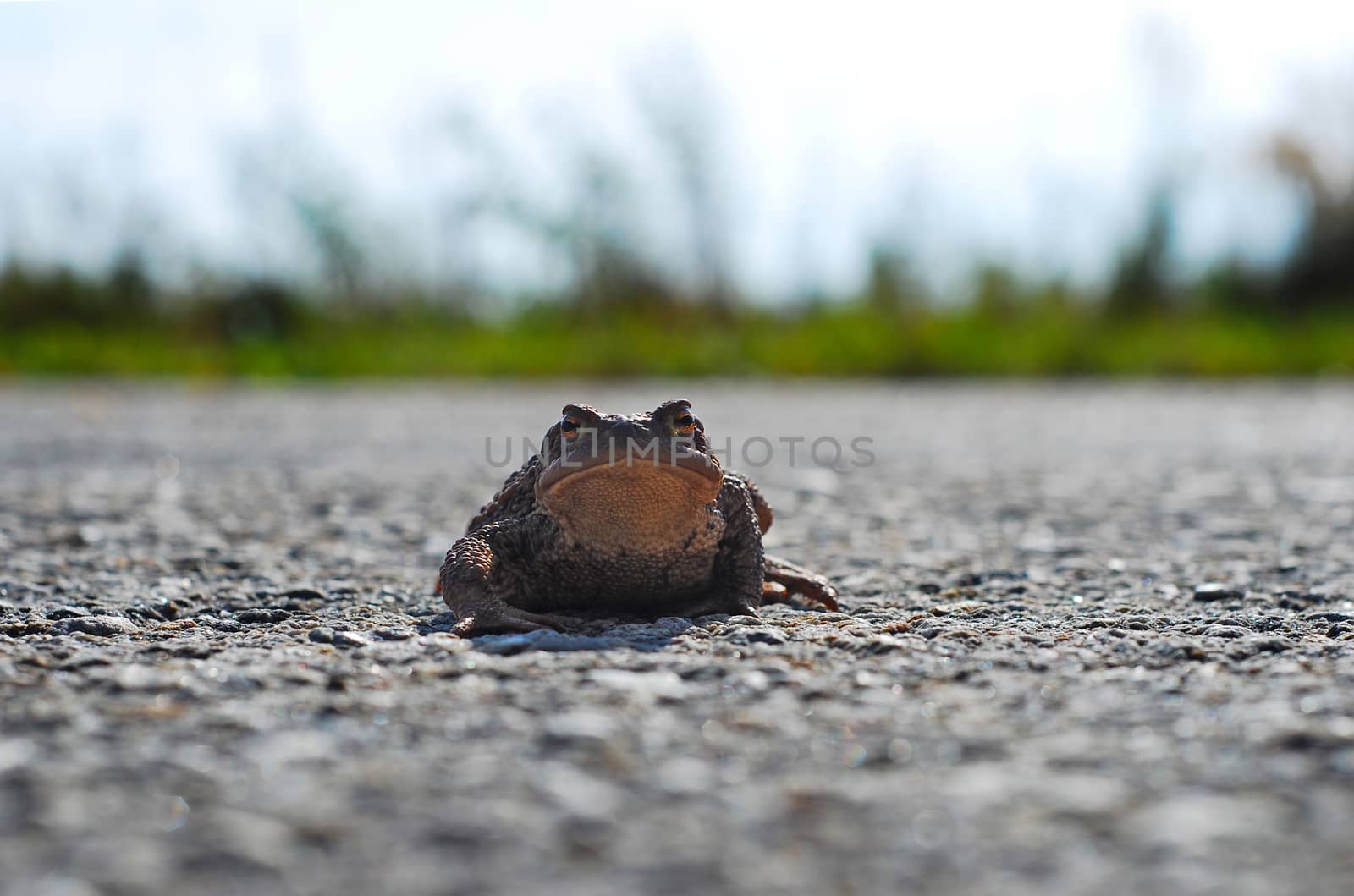 Frog Toad on the road looking right lens, funny but sad