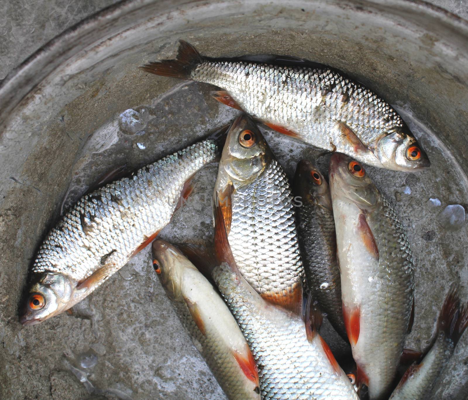 dead fish up close