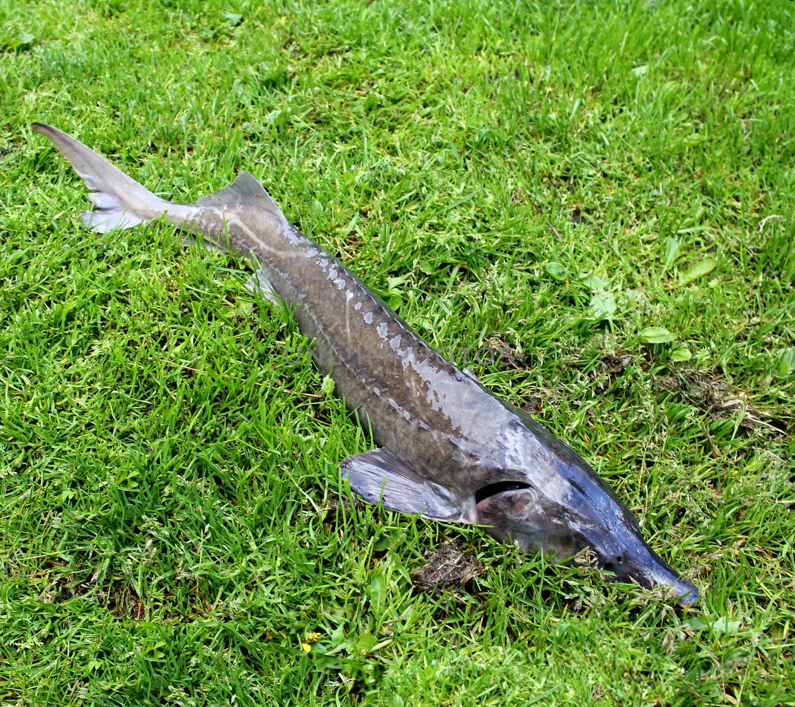sturgeon lying on the grass