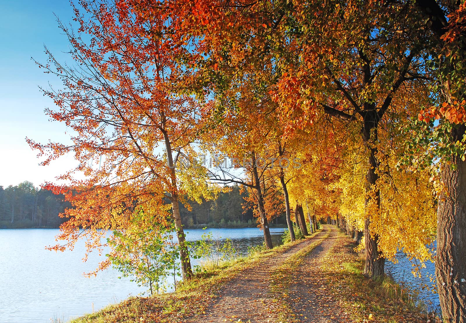 colored autumn tree and the road covered with colorful autumn leaves