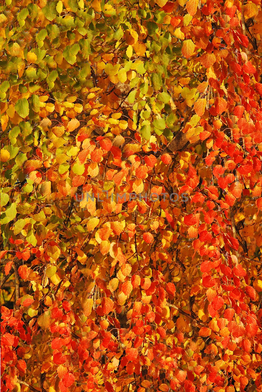 autumn colors background by studio023
