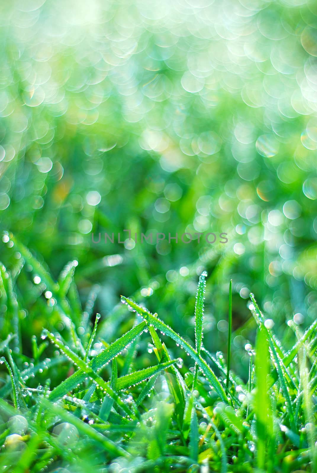 fresh spring grass with dew drops, green background