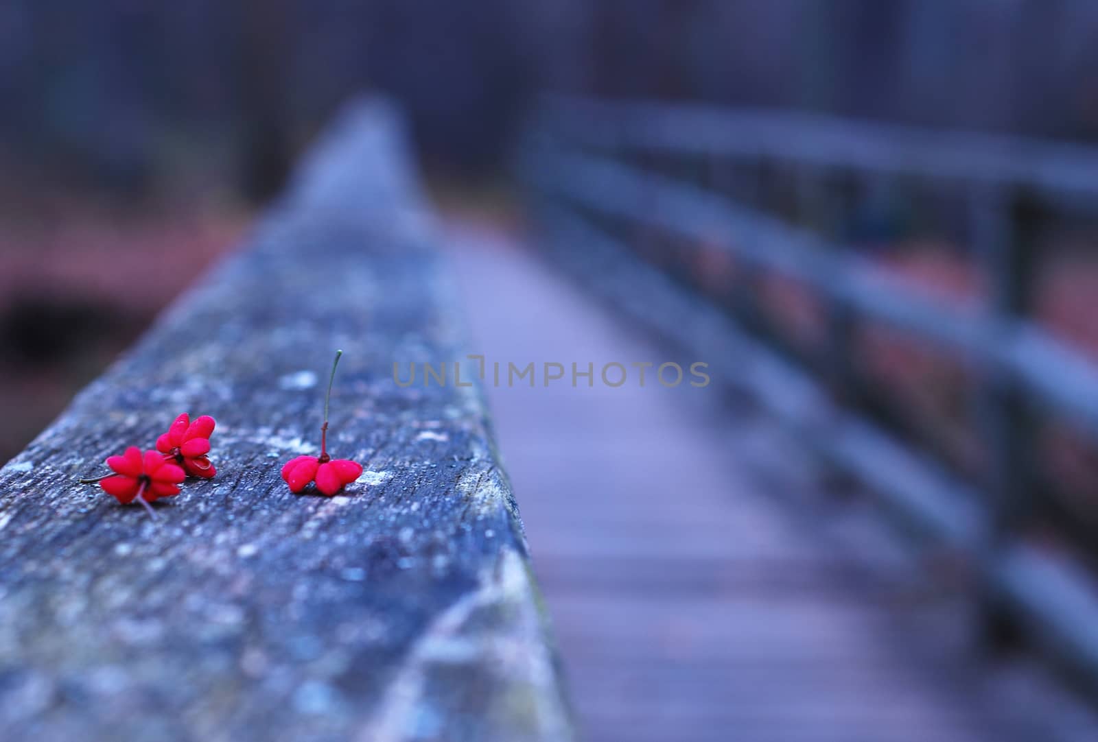 red flowers on bridge by studio023