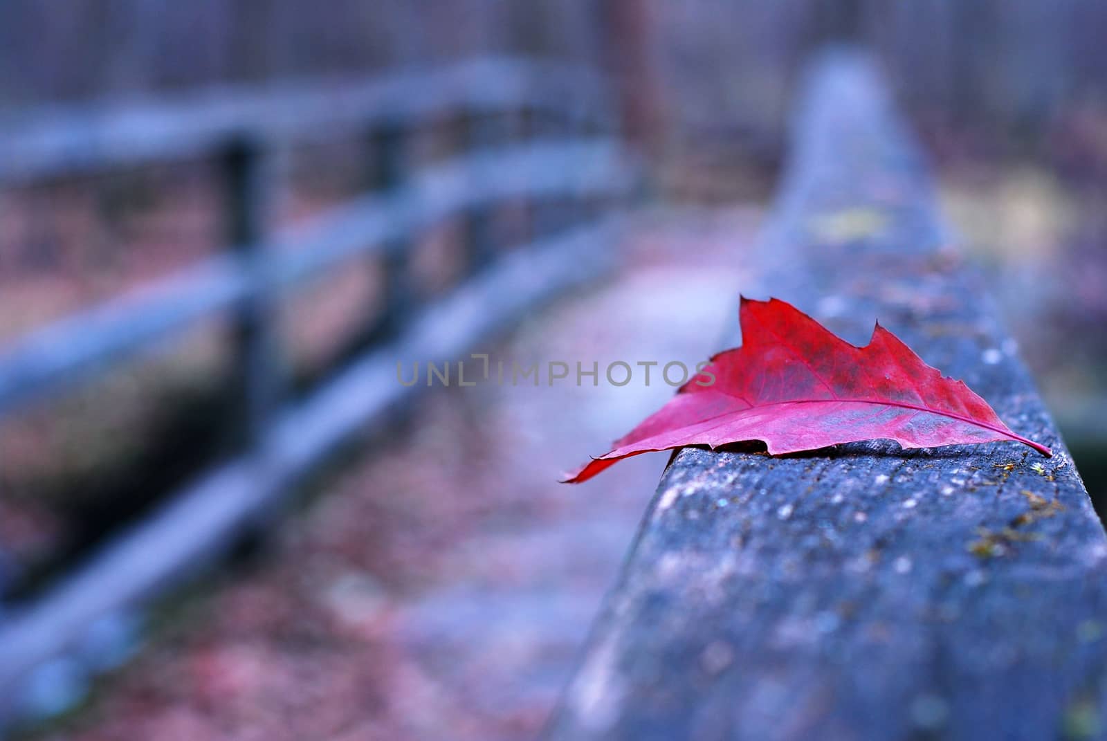 Red autumn leaf on old wooden bridge in autumn
