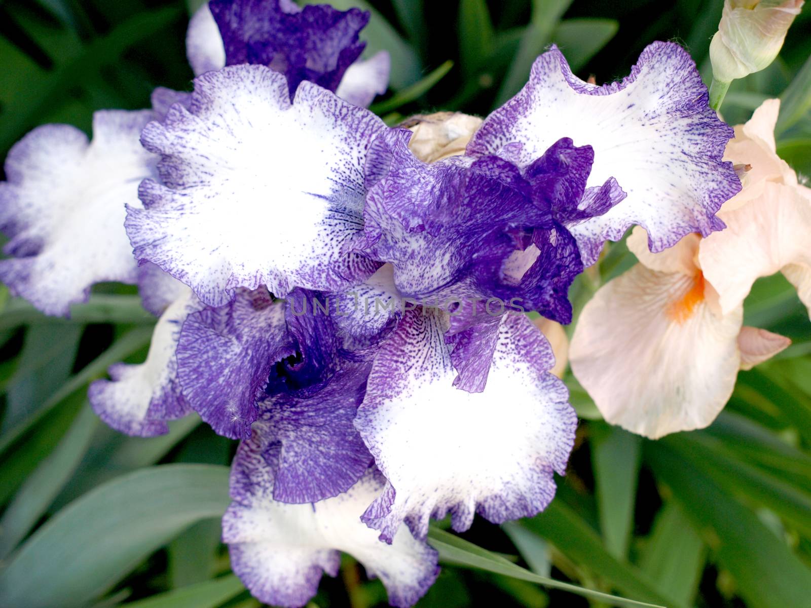 unusual multicolored irises in my garden      