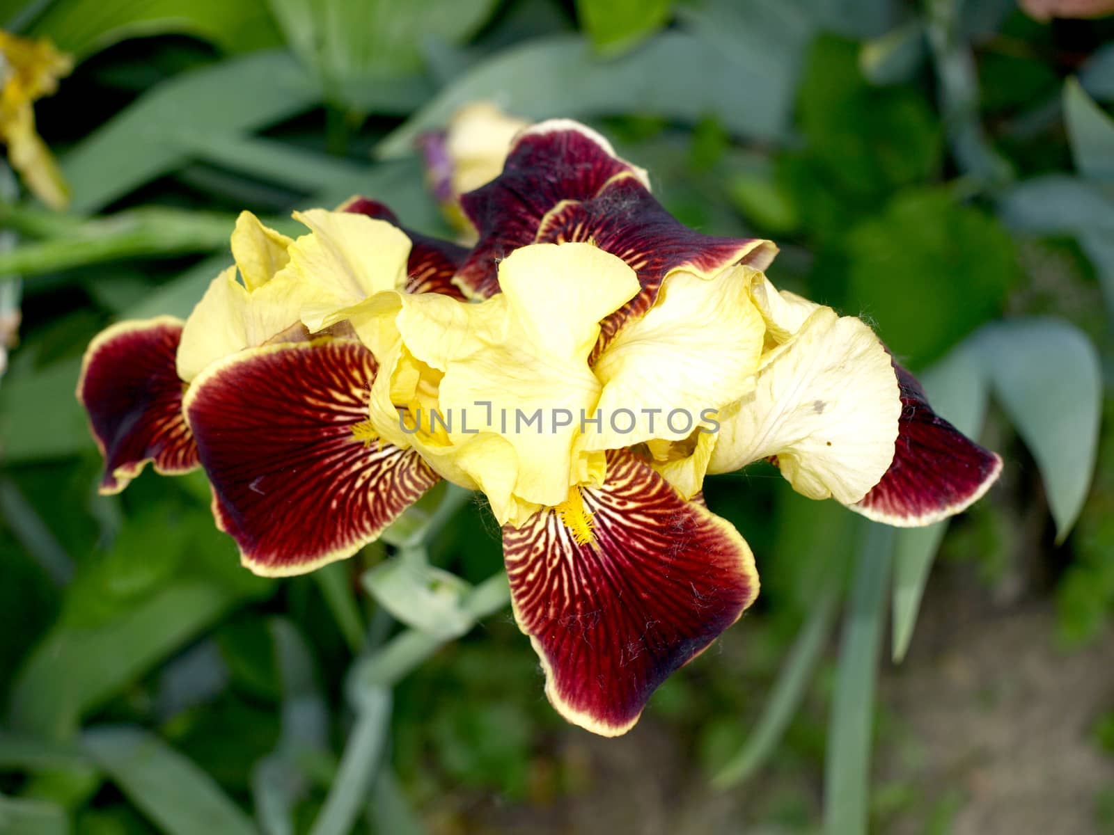 unusual multicolored irises in my garden     