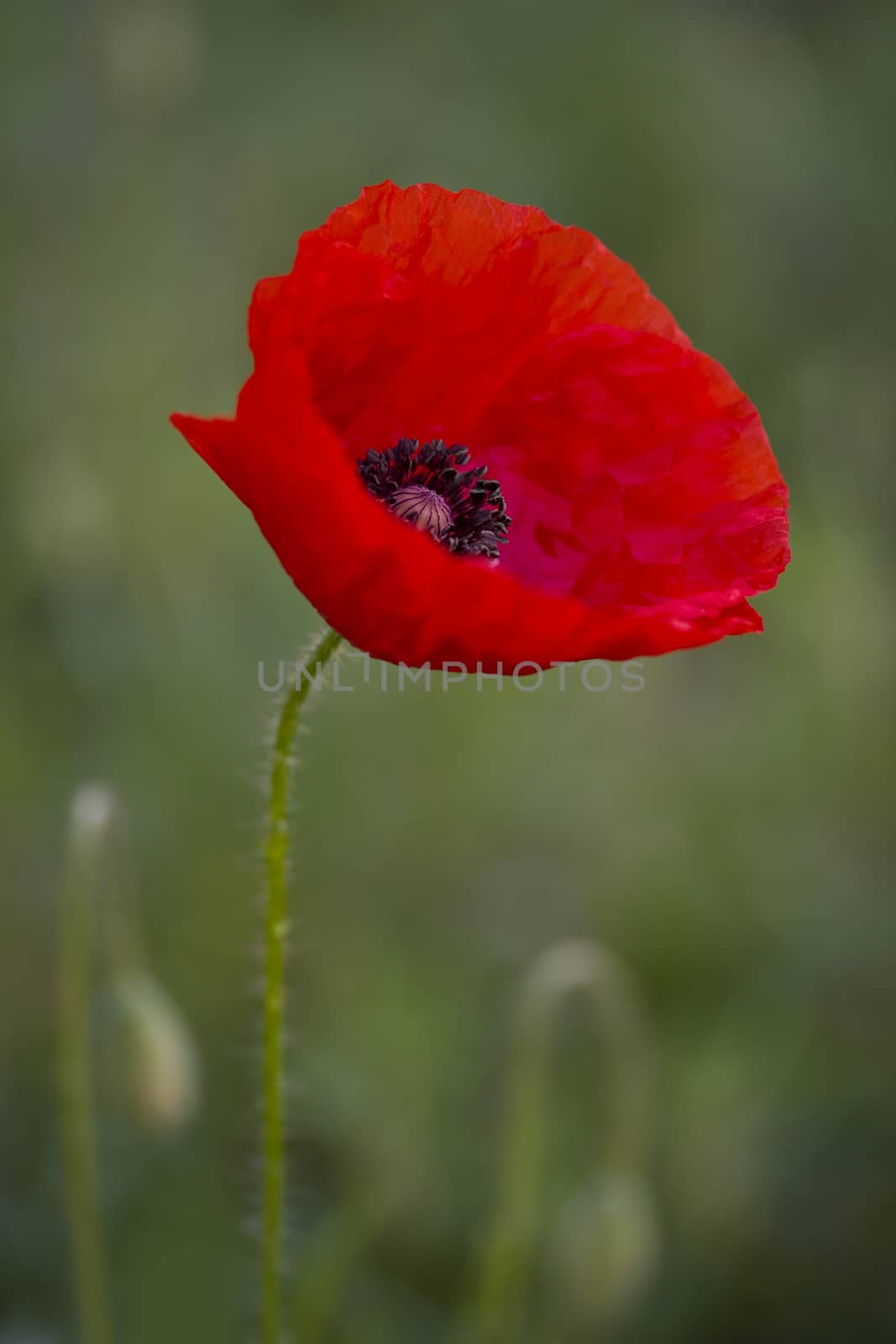 Blooming poppy by aniad