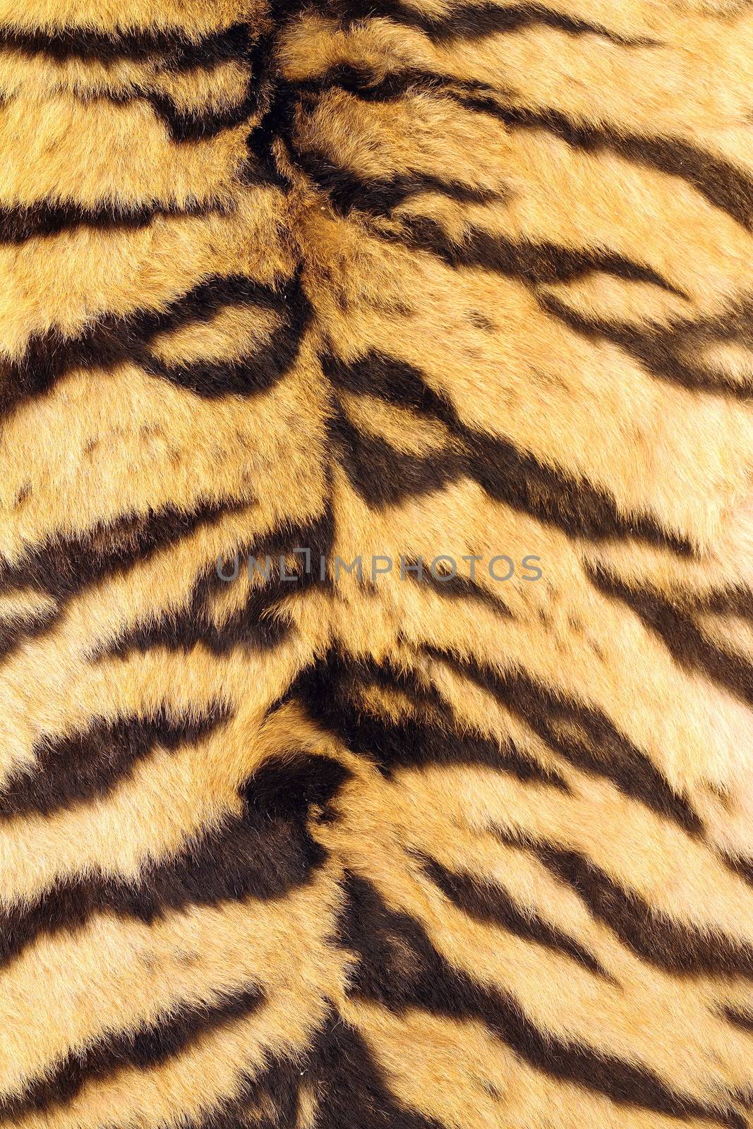 natural real model of stripes on tiger fur