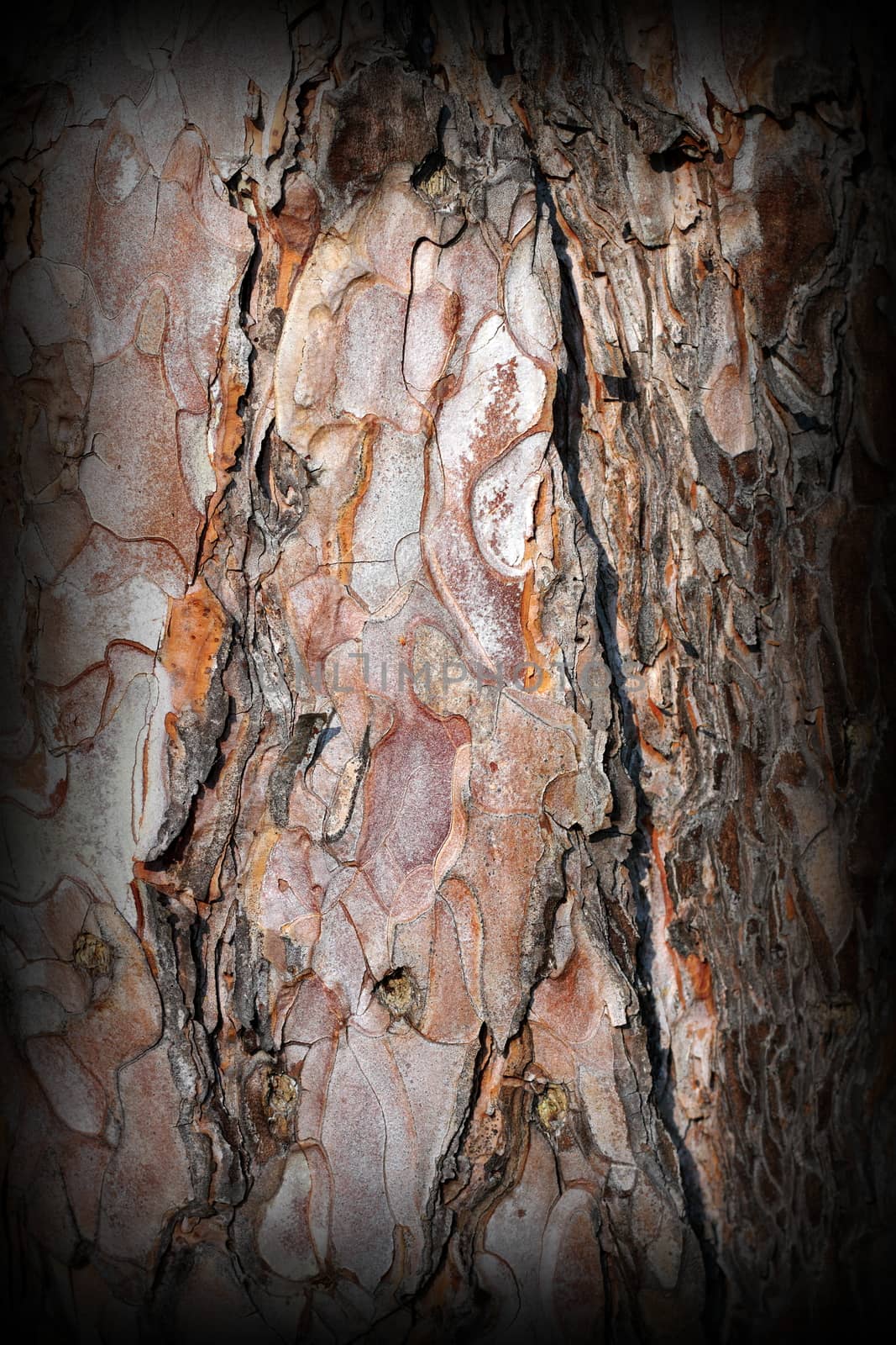bark texture on trunk of old pine tree