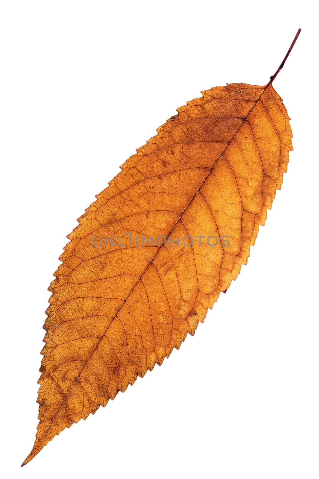 reddish isolated cherry leaf with colors of autumn season