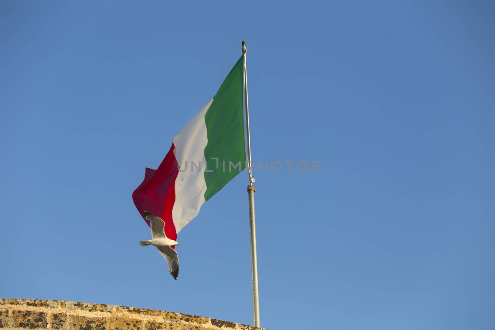 Seagulls (Larinae Rafinesque) flying near Italian flag blowing in the wind: red, white and green in Gallipoli (Lecce) in the South of Italy
