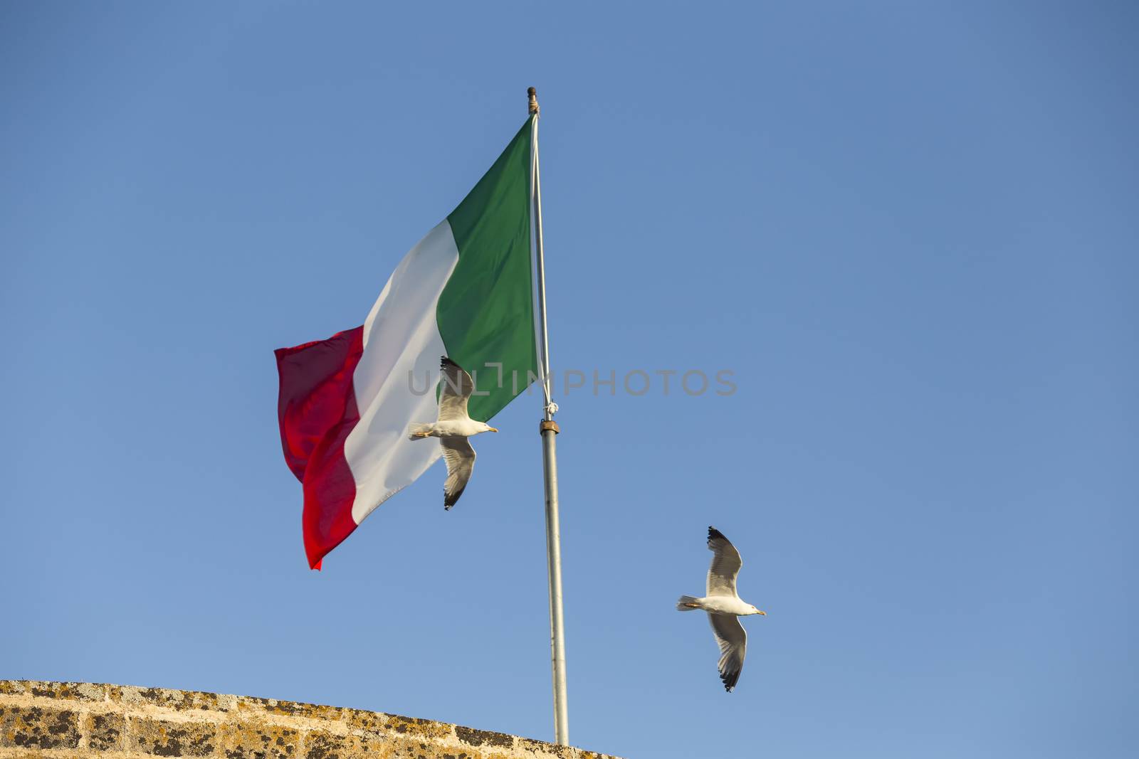 Seagulls (Larinae Rafinesque) flying near Italian flag blowing in the wind: red, white and green in Gallipoli (Lecce) in the South of Italy