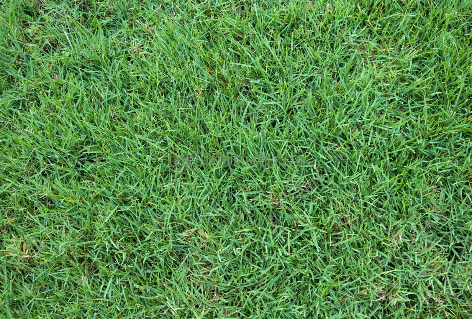 Green grass field background texture.
