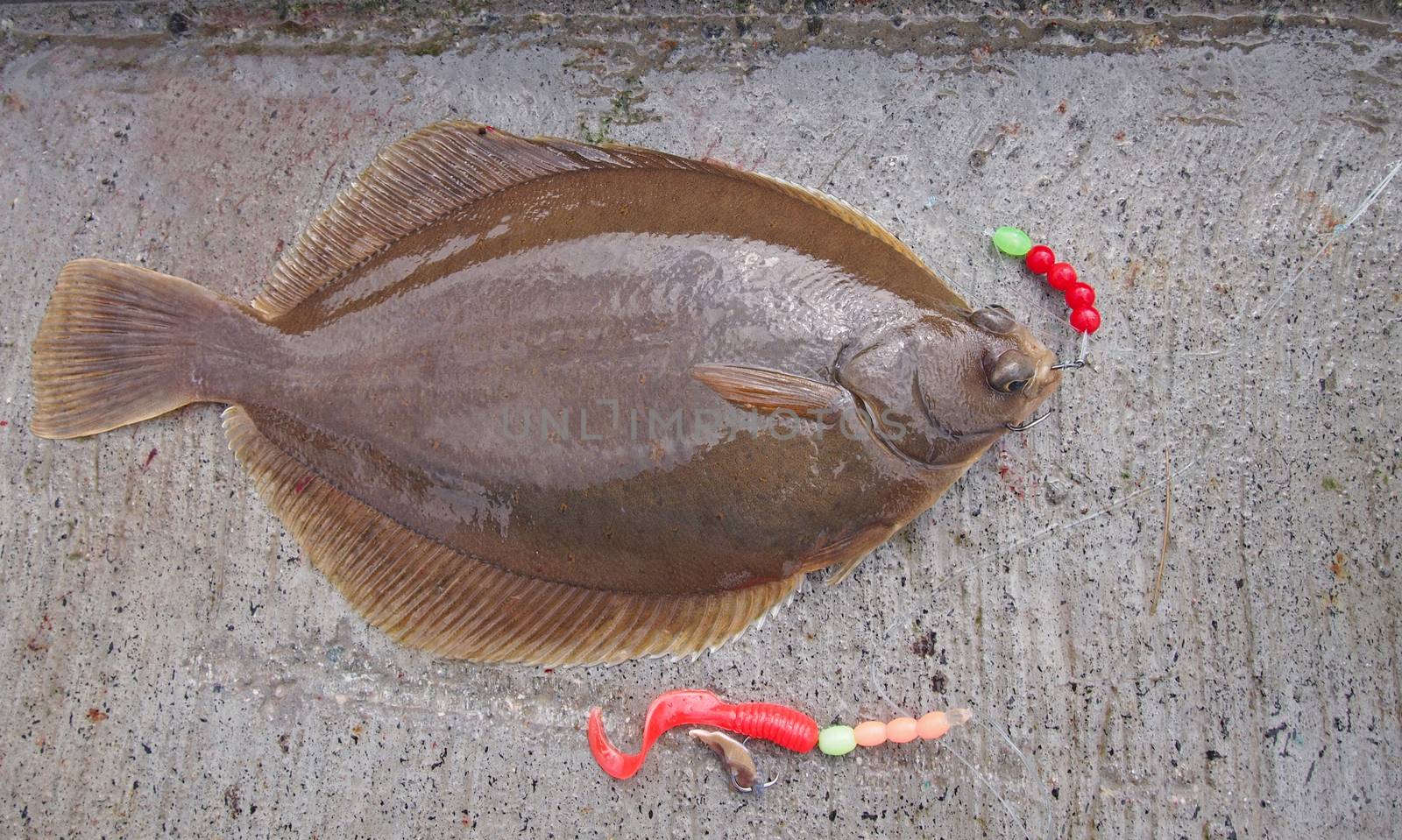 freshly caught flat fish - common dab by Ric510